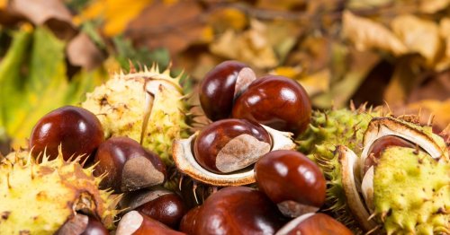 Dog owners hit with autumn warning over 'highly poisonous' conkers