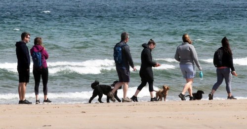 The mystery dog illness at beaches and what's causing it