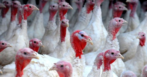 Turkey could be off the table this Christmas as millions are culled due to bird flu outbreak