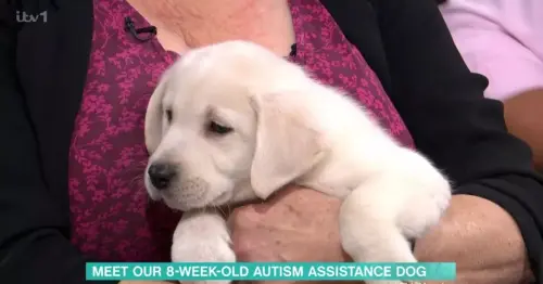 This Morning viewers in tears as they name 'adorable' new ITV puppy