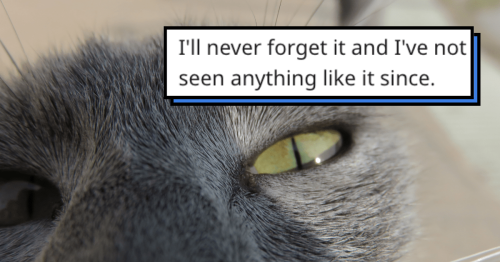 'My cat took me to a cat meeting': Animal lovers discuss the weirdest thing their pet ever did, unsurprisingly, they're all cat stories