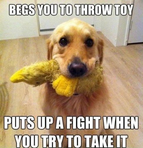 cute funny dogs memes        <h3 class=
