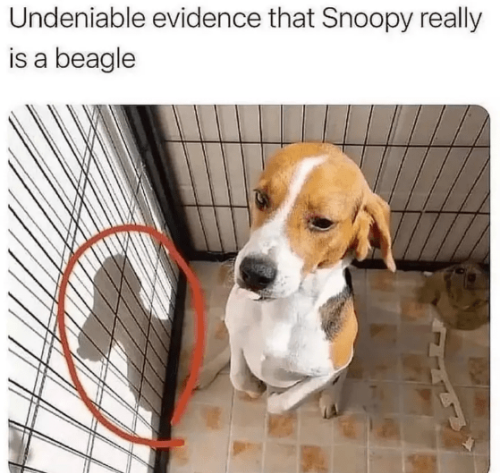 Funniest Dog Memes of the Week For Canine Connoisseurs (March 28, 2023)