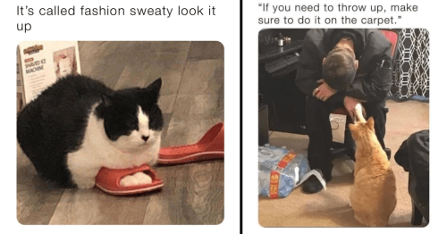 Adorable Cat Memes That Are Literal Purrfection