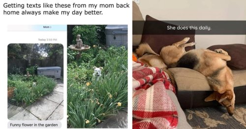 35 Mood Lifting Dog Memes For A Better Day (May 18, 2023)