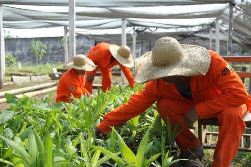 Presos no Acre recebem diploma em horticultura orgânica - CicloVivo