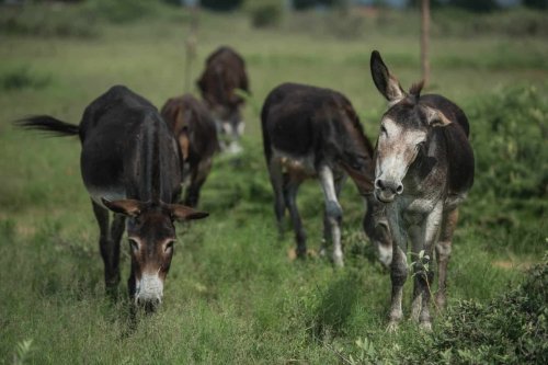South Africa's latest hot export to China? Donkeys | The Citizen