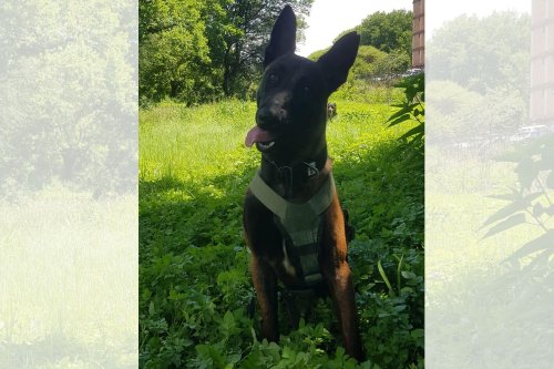 ‘It’s been difficult,’ says handler as search for missing K9 called off