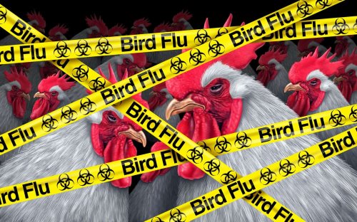 Bird flu brings foul times: Chicken shortage and price hike loom in South Africa