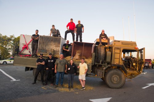SA animal group, British army save nine lions from death in a historic extraction from a warzone | The Citizen