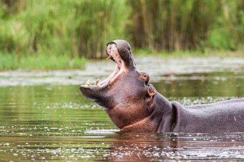 WATCH: Action-filled battle between wild dogs, hippo and impala