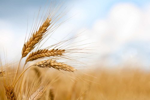 Why record wheat prices are a global worry – The Citizen