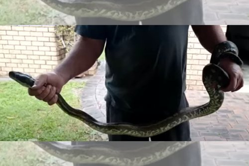 WATCH: 3-metre ‘naughty snake’ drags 5-year-old boy into pool