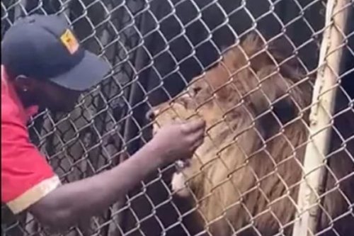 WATCH Gatvol lion at Jamaica Zoo bites off man's finger | The Citizen