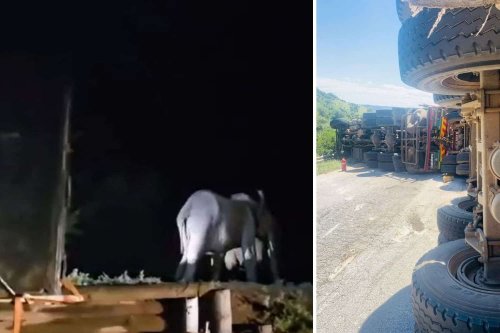 Mammoth miracle for four Addo elephants who survived dramatic truck accident [VIDEO]
