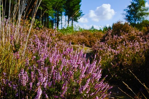 Half of UK native plants in decline – major study