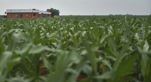 Zuma's blunder on Zimbabwean farmers could cost SA up to R2.5 billion | The Citizen