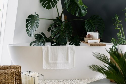 The top 5 bathroom plants for your bathroom – The Citizen