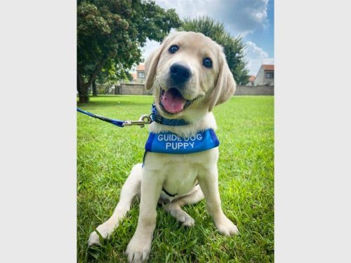 Become a Puppy Raiser for the South African Guide-Dogs Association | Comaro Chronicle