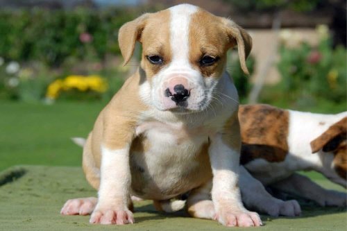 Dog shoots man in bed, ‘paw stuck in trigger’