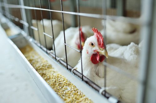 Avian flu update: Here’s how the strains are spreading