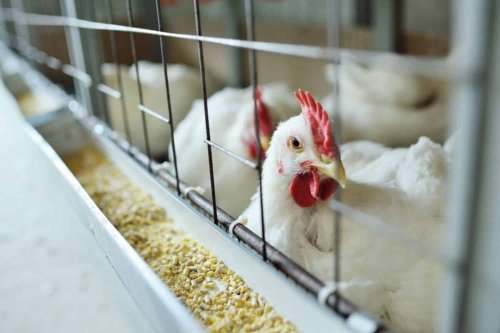 Govt fast-tracks vaccines after lethal bird flu outbreak hits SA