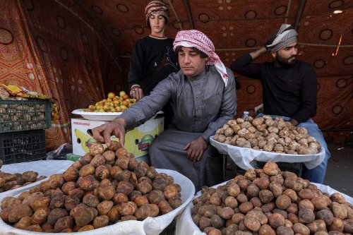 ‘Treat dipped in blood’: Syrians risk their lives for truffles