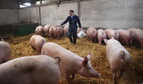 British farmers warn UK is 'sleepwalking into crisis as food is under threat'