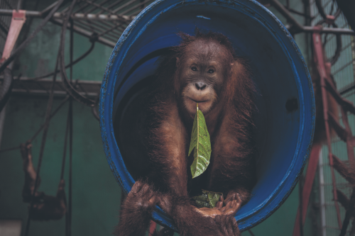 I spotted the last wild orangutans in Borneo – you can too