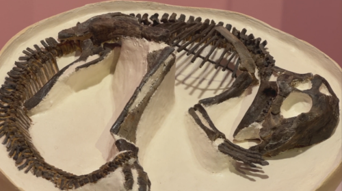 New Royal Tyrrell exhibit showcases Alberta’s contributions to paleontology
