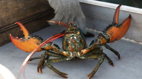 Seafood industry faces uncertainty as Chinese tariffs take effect