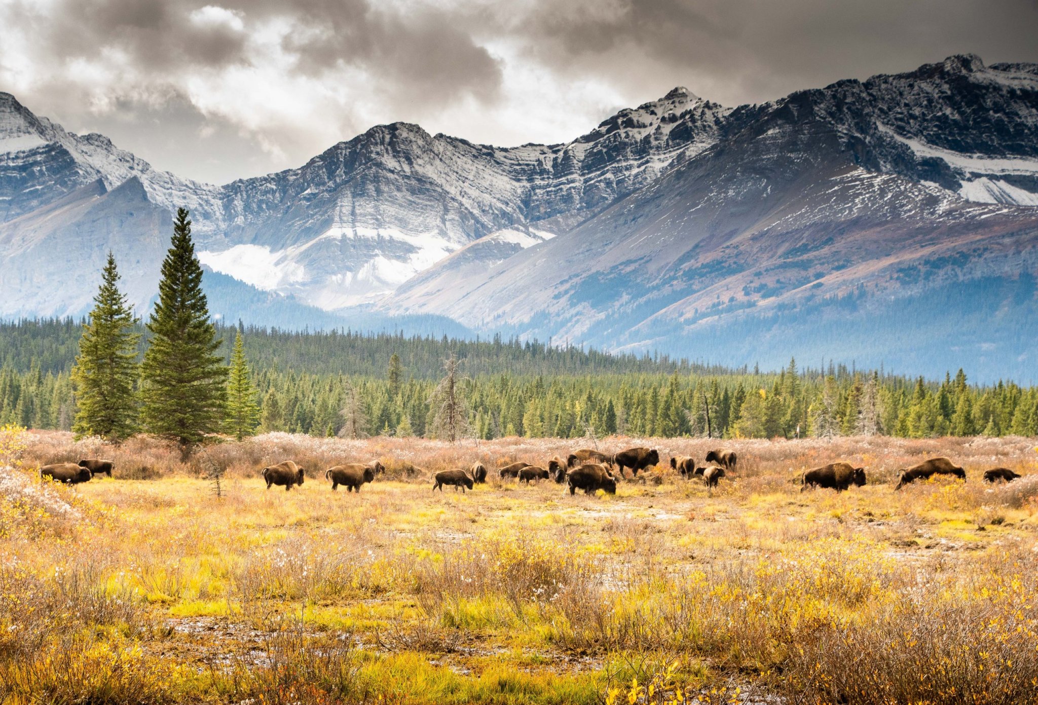 Three bison harvested in Indigenous-led Banff National Park ceremonial hunt