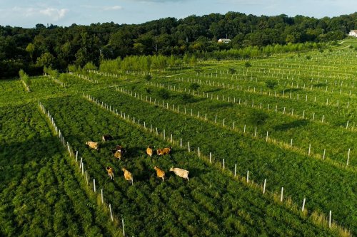 Agroforestry Projects Across US Now Stymied by Federal Cuts