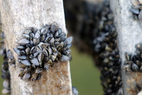 A Zebra Mussel Invasion Threatens Irrigated Agriculture in the Northwest