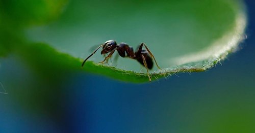 ¿Qué significa soñar con hormigas?