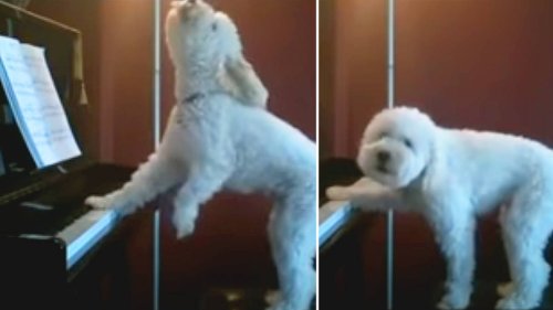 Owner’s secret footage catches dog playing and singing at a piano