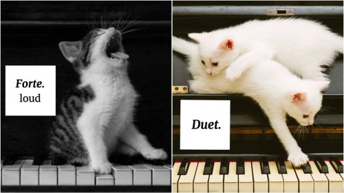 13 cats who will accurately teach you musical terminology