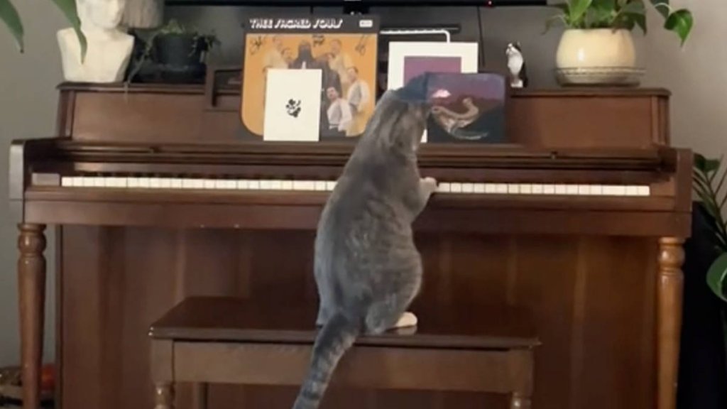 Cats are Awesome - cover
