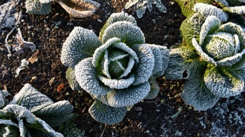 How to Prepare Your Vegetable Garden for Winter