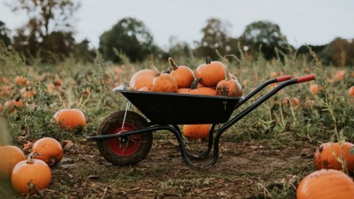 How to Pick the Perfect Pumpkin for Any Occasion