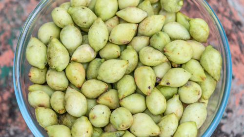 Everything You Need to Know About Kakadu Plum, The Next Big Superfood