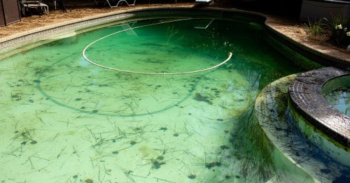 Remove Black Algae From Your Pool In 10 Easy Steps