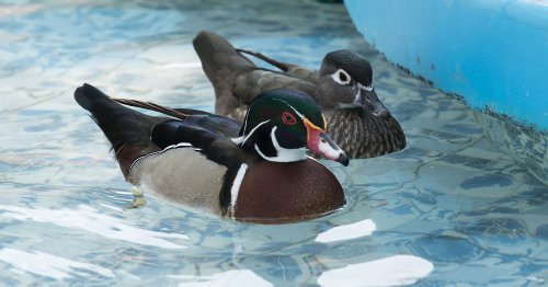 How To Keep Ducks Out Of Your Pool: 9 Effective Methods