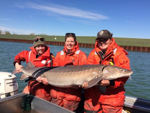 Bringing back the giant Lake Erie sturgeon; stocking Maumee River and maybe the Cuyahoga