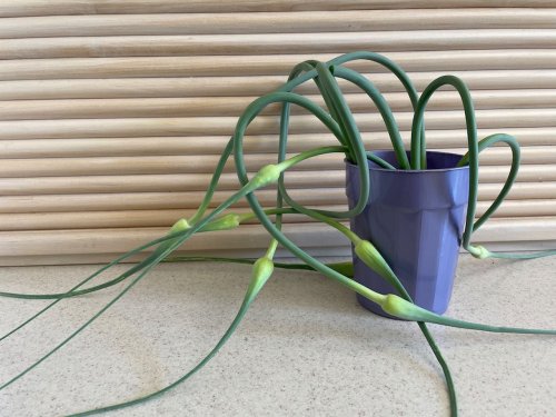 What are garlic scapes? How to grow -- and eat -- the seasonal delicacy in Northeast Ohio.