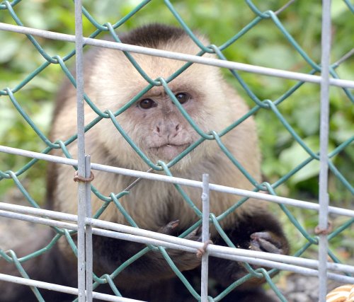 Ohio man gave drugs to companion monkey, prosecutors say