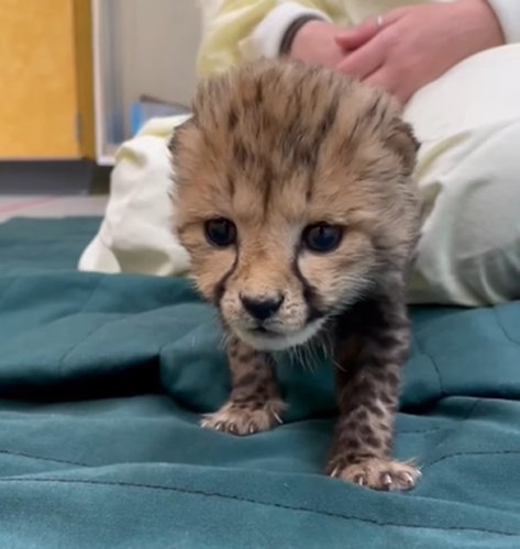 Cincinnati Zoo releases video of 4-week-old cheetah cub