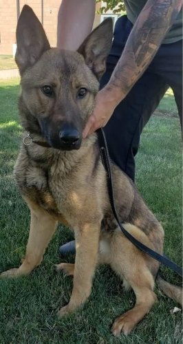 K-9 Wiley joins the Brunswick Police team