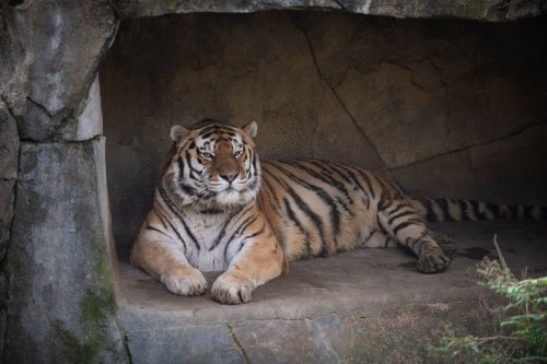 Tiger at Columbus Zoo dies of complications from COVID-19