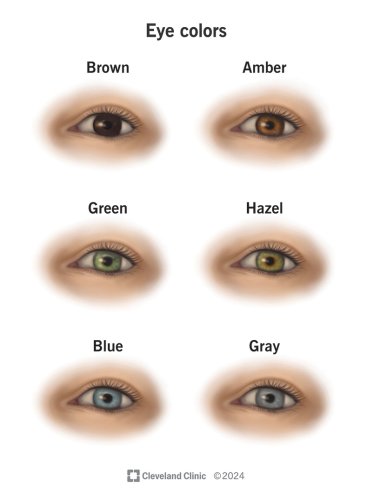 A Colorful Window: How Eye Colors Work & What They Can Mean